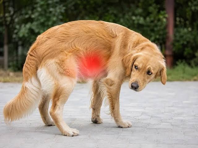 Köpeklerde Mide Dönmesi 